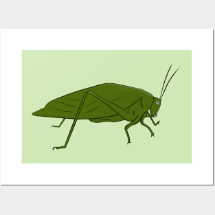 Locust Grasshopper Insect Etmonology Posters and Art